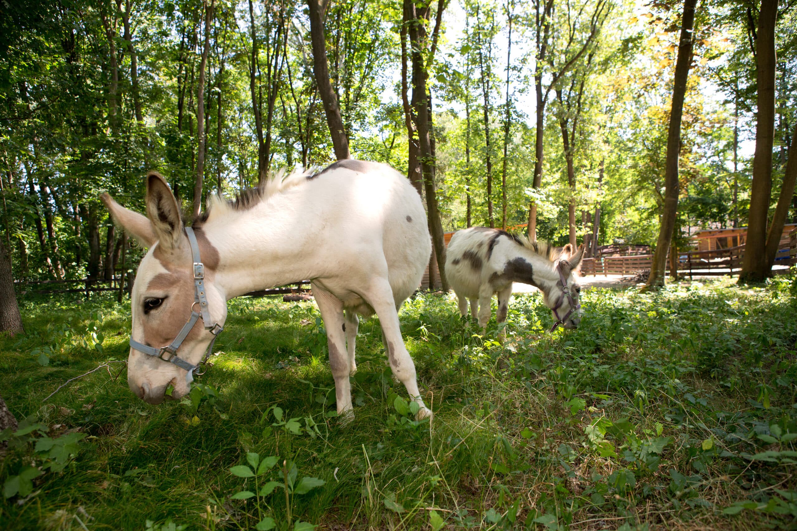 Österreichischer Tierschutzverein - Assisi-Hof Stockerau: Tiere in der Natur.