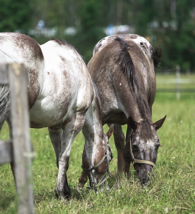Österreichischer Tierschutzverein - Happy End Geschichten: Für das bunte Duo Amy & Josie.