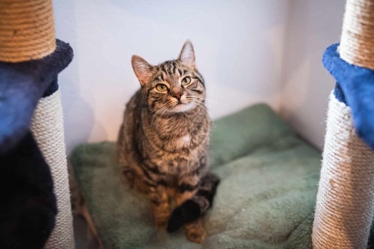 Österreichischer Tierschutzverein - Happy End Geschichten: Für Kater Jimmy.