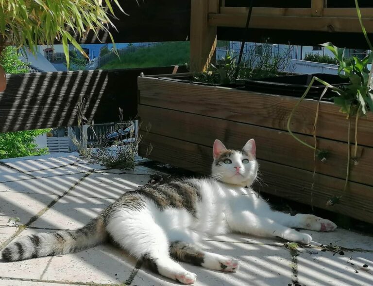 Österreichischer Tierschutzverein - Happy End Geschichten: Mausi ist im Traumzuhause angekommen.