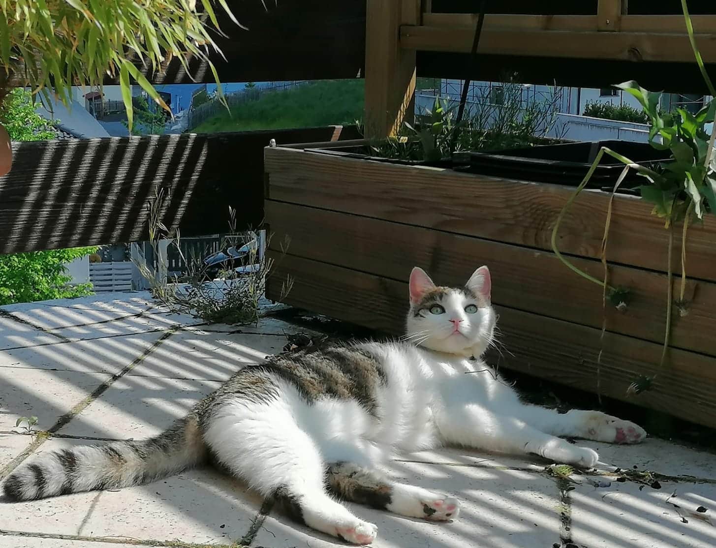 Österreichischer Tierschutzverein - Happy End Geschichten: Mausi ist im Traumzuhause angekommen.