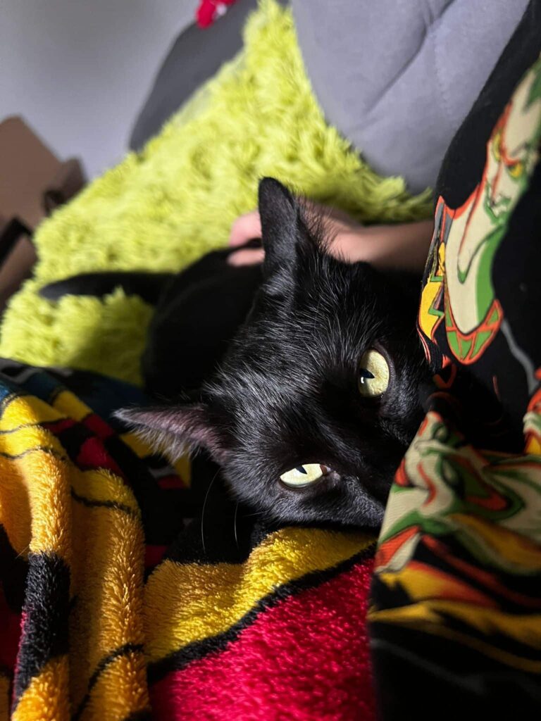 Österreichischer Tierschutzverein - Happy End Geschichten: Kater Wiktor hat die große Liebe gefunden.