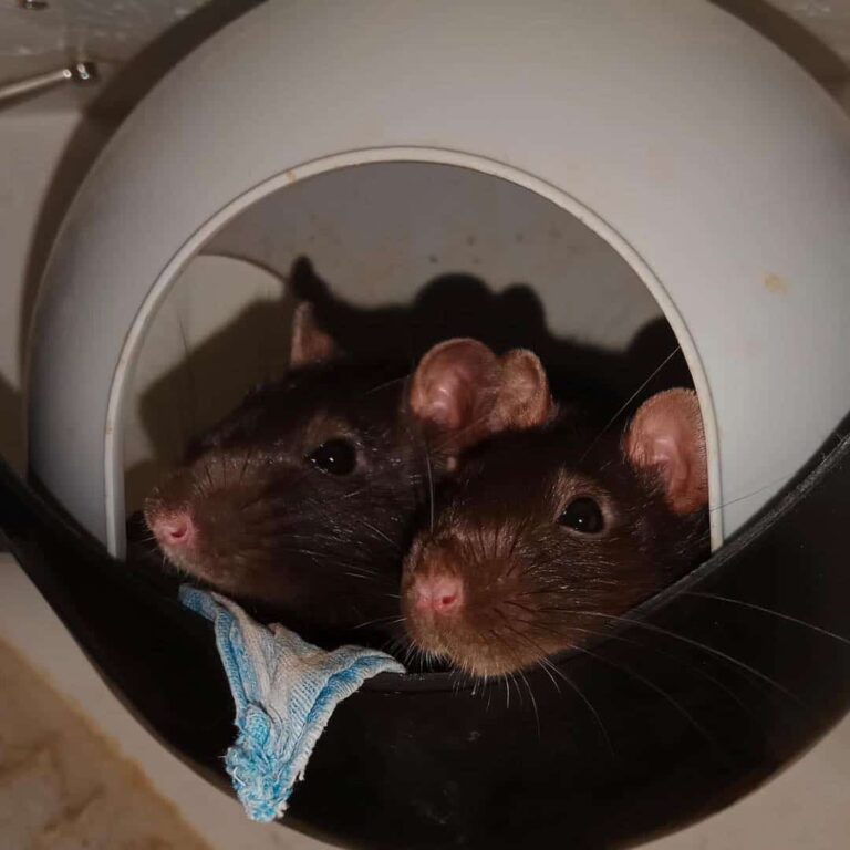 Österreichischer Tierschutzverein - Happy End Geschichten: Rattenmädels Thelma und Louise im Glück.