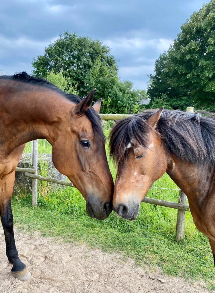 Österreichischer Tierschutzverein - Happy End Geschichten: Romeo hat die große Liebe gefunden.