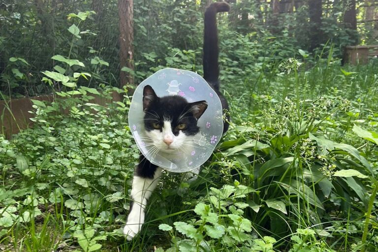 Katzenhaus: Kater Prinzi mit Halskrause im Außengehege.