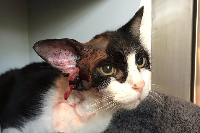 Kater Prinzi nach seiner Operation am Ohr.
