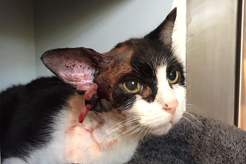Kater Prinzi nach seiner Operation am Ohr.