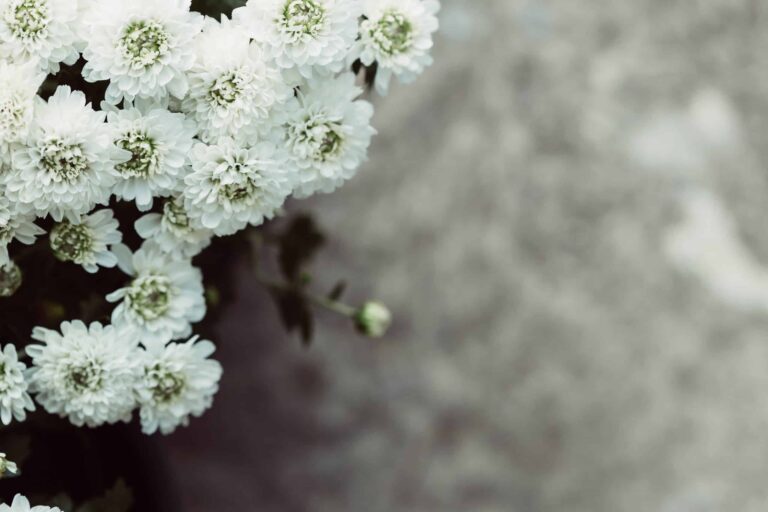 Österreichischer Tierschutzverein - Kranzspenden: Spenden statt Blumen und Kränze.