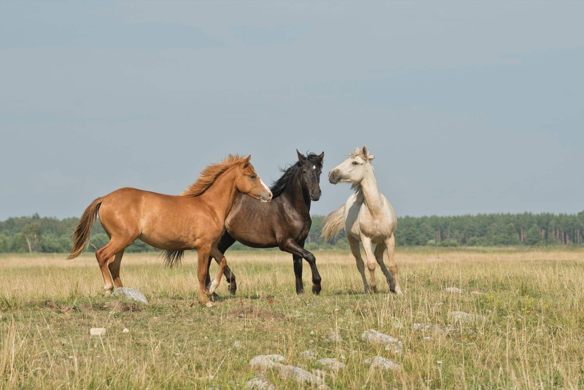 Österreichischer Tierschutzverein - Pferdeklappe Reutte: Eine zweite Chance für in Not geratene Pferde.