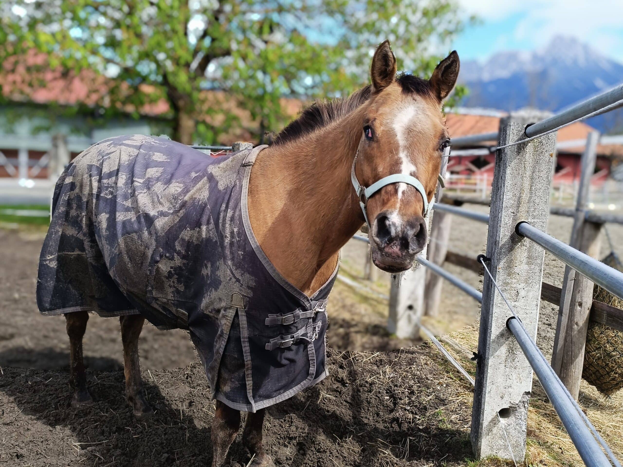 Blindes Pferd Blueberry © Österreichischer Tierschutzverein