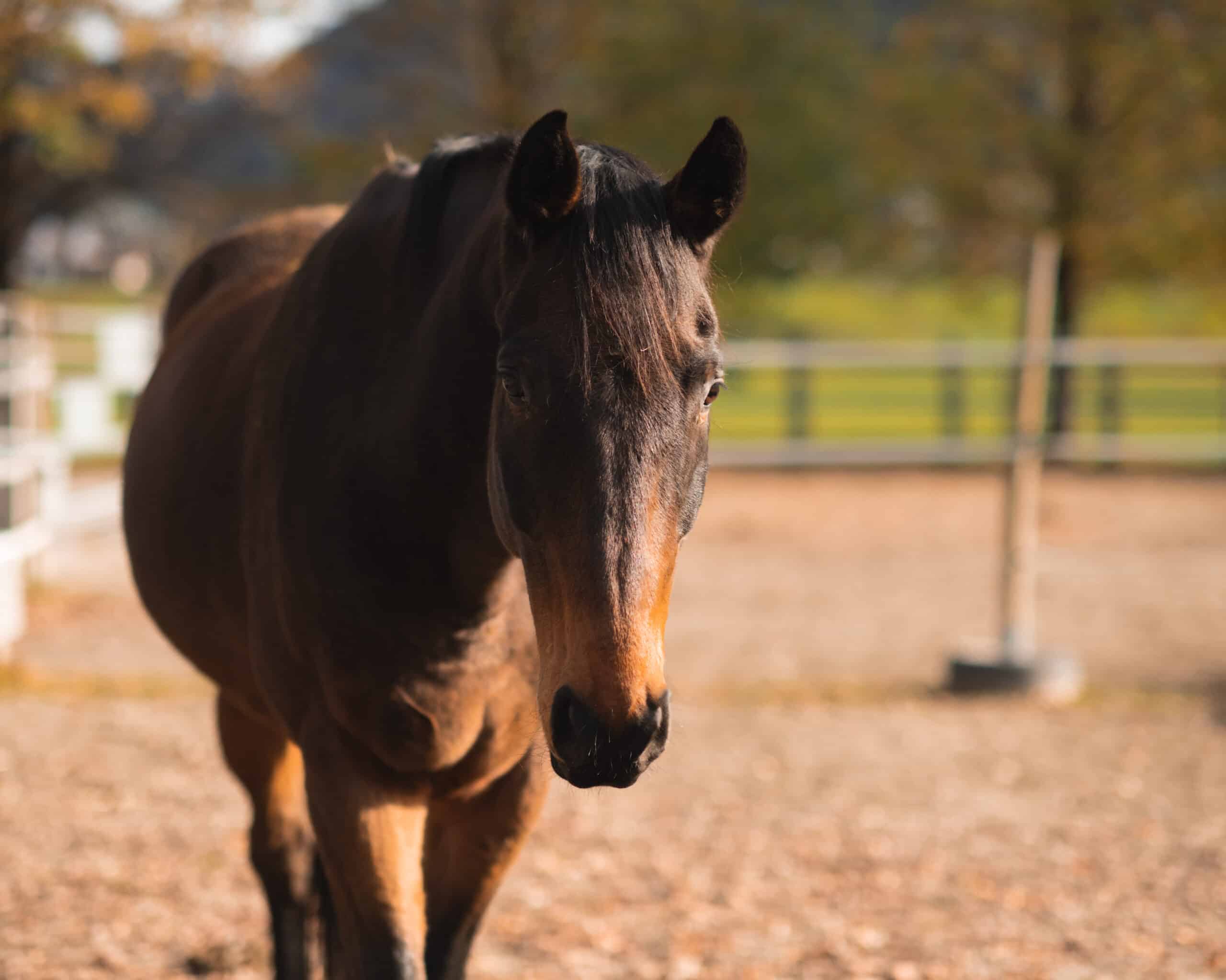 Österreichischer Tierschutzverein - Pferdeklappe Reutte: Einzigartig in ganz Österreich.