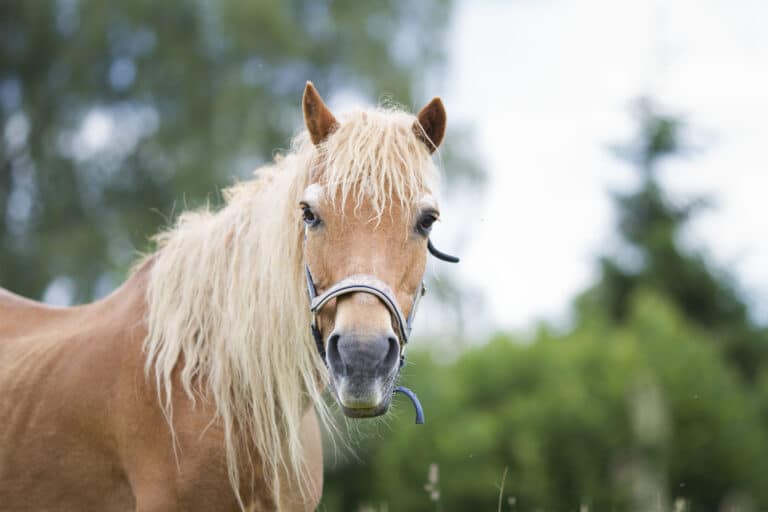 Österreichischer Tierschutzverein - Pferdeklappe Reutte: Jetzt Hofpatenschaft übernehmen.