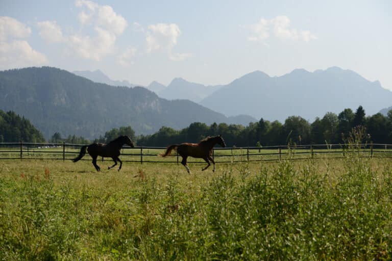 Österreichischer Tierschutzverein - Pferdeklappe Reutte: Koppel.