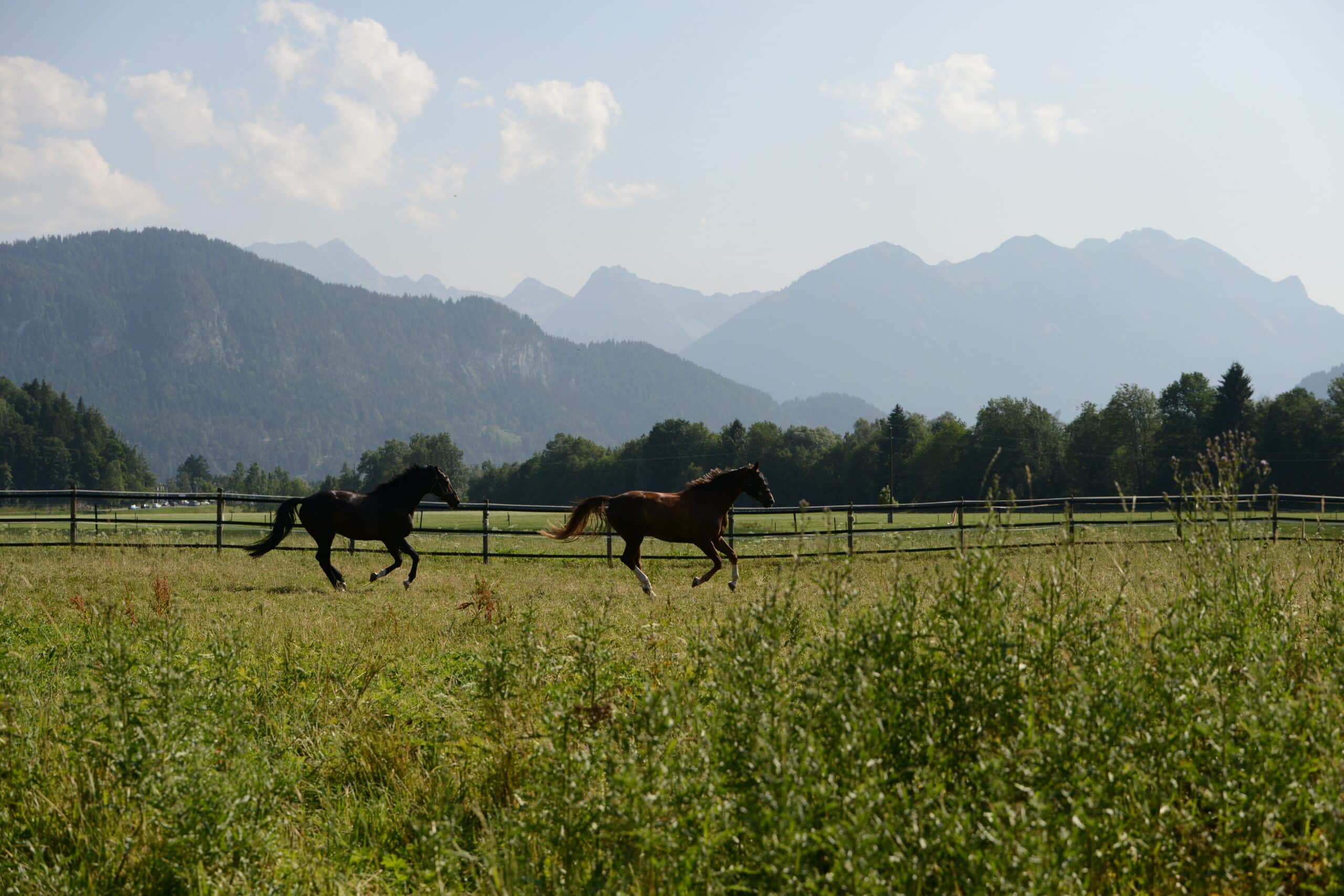 Österreichischer Tierschutzverein - Pferdeklappe Reutte: Koppel.