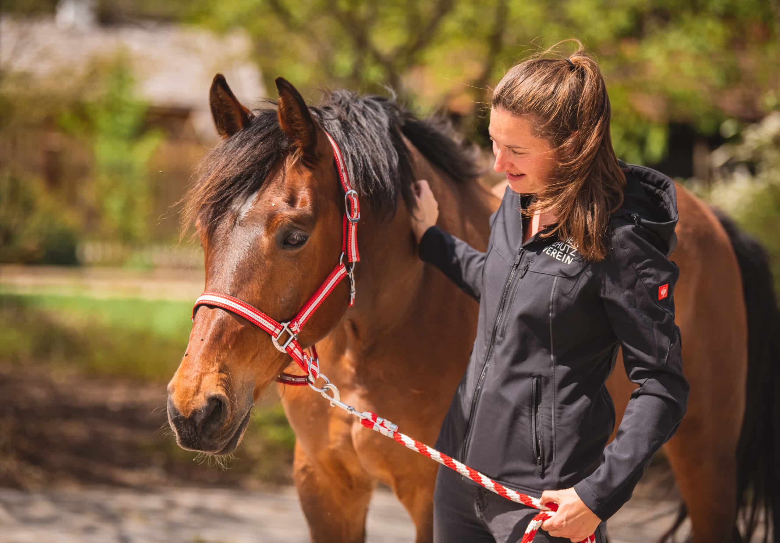 Österreichischer Tierschutzverein - Pferdeklappe Reutte: Großzügigkeit ermöglicht Pferden eine neue Chance.