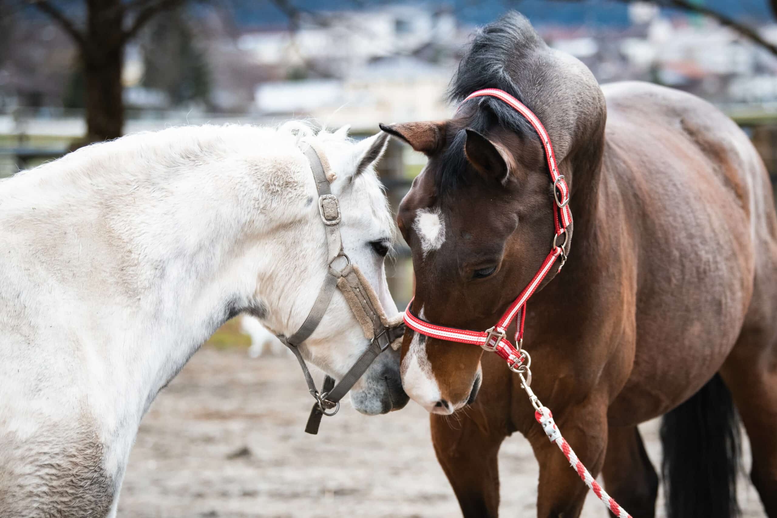 Pferde der Pferdeklappe Reutte ©ÖTV