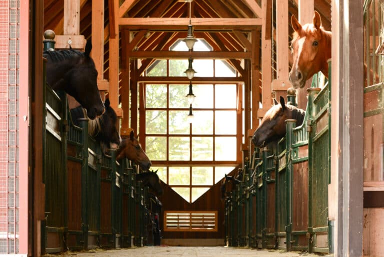 Pferdeklappe Stallblick © Österreichischer Tierschutzverein