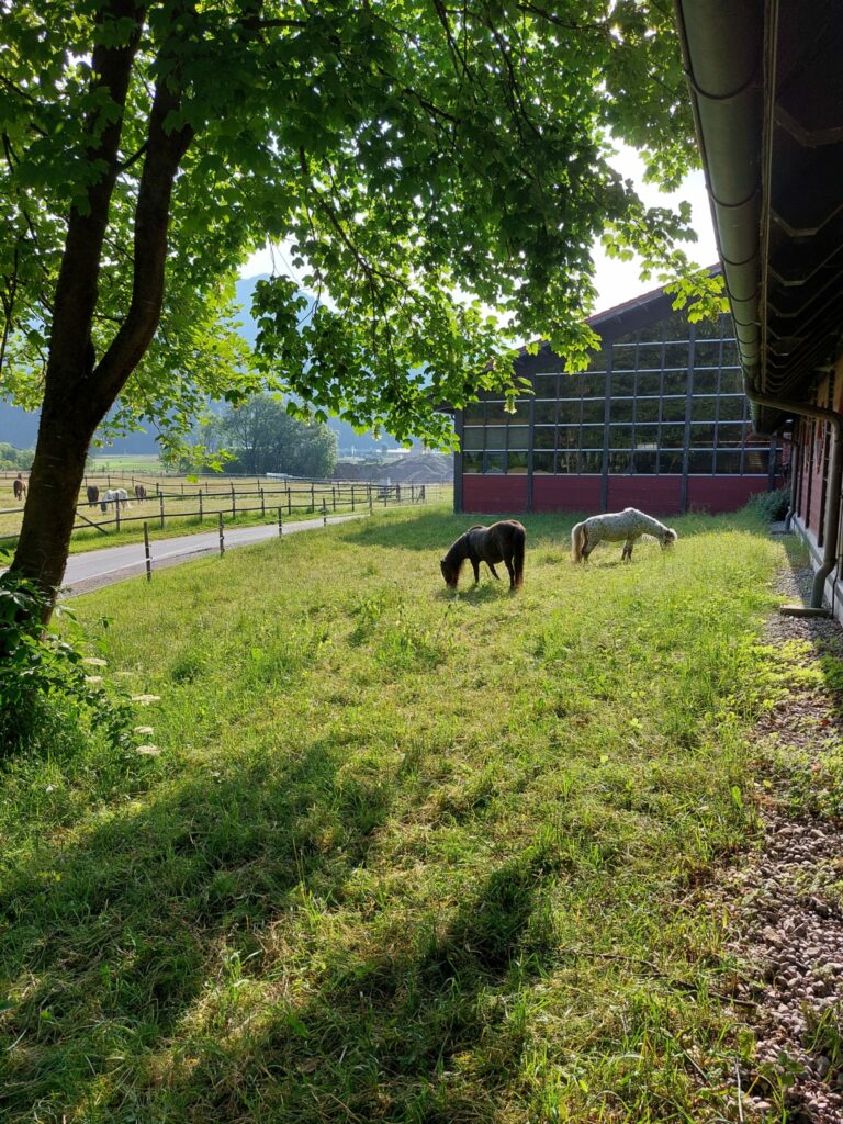 Österreichischer Tierschutzverein - Pferdeklappe Reutte: Tiere in der Natur.