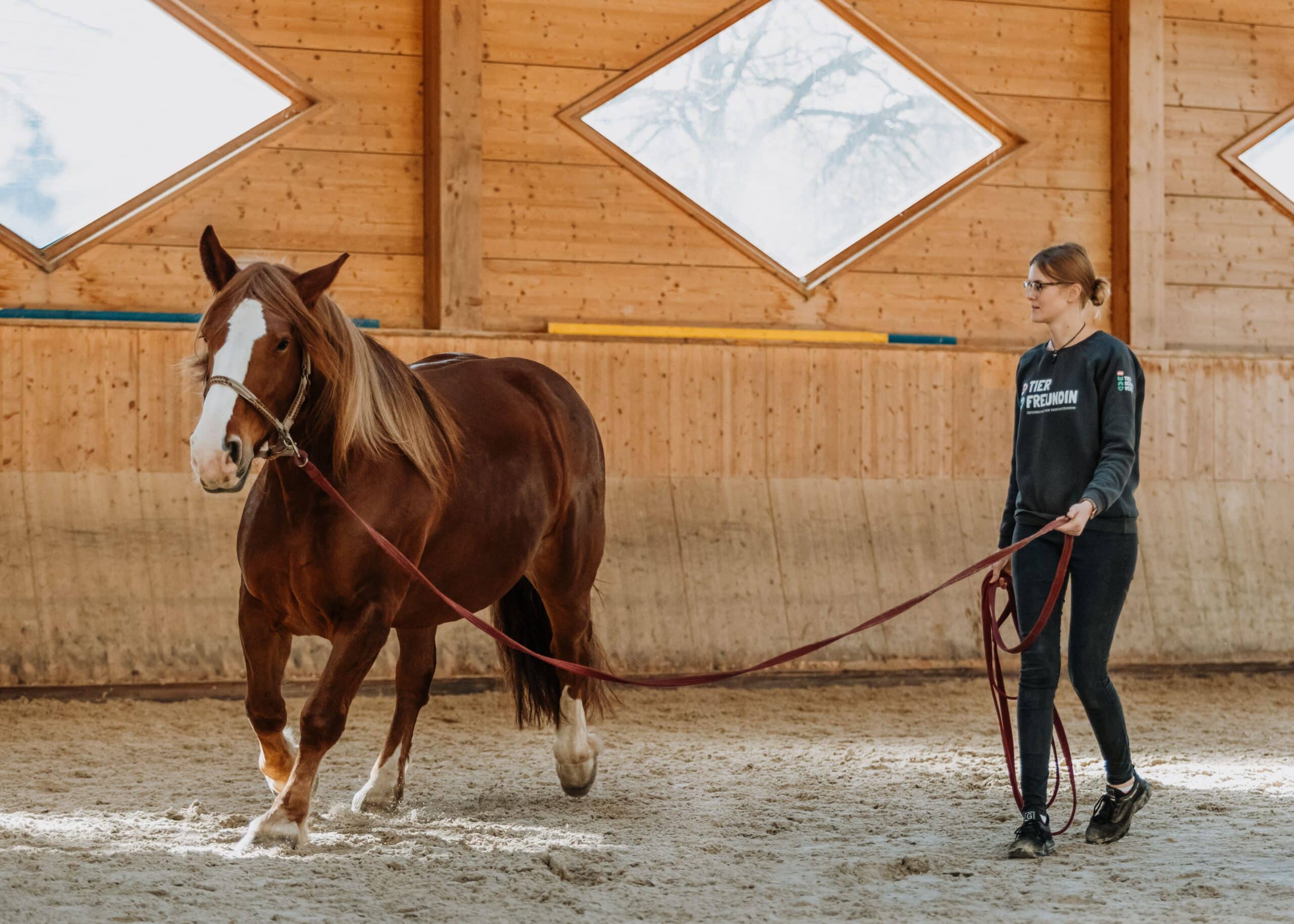 Training in der Halle© Österreichischer Tierschutzverein
