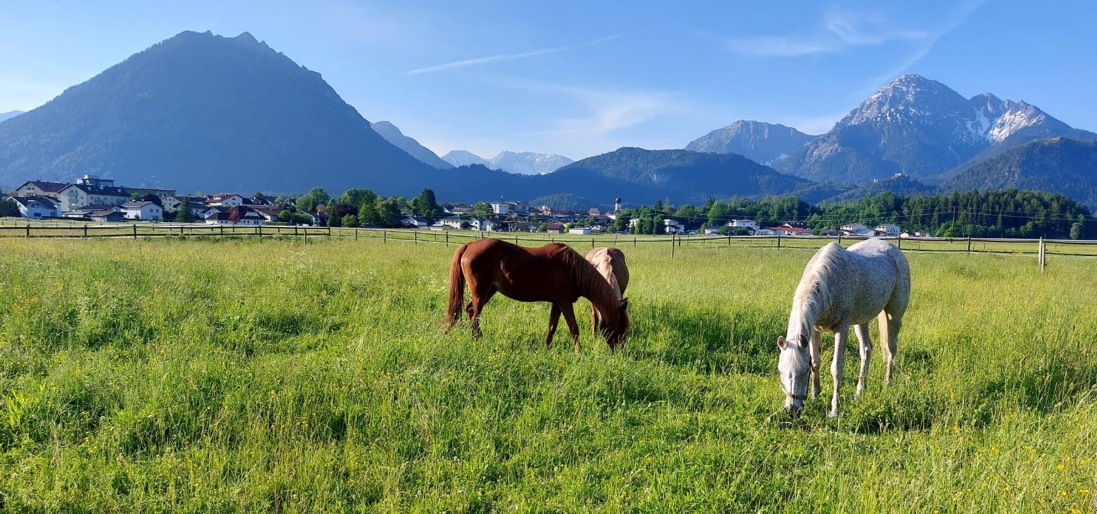Österreichischer Tierschutzverein - Pferdeklappe Reutte: Für Pferde in Not aus ganz Österreich.