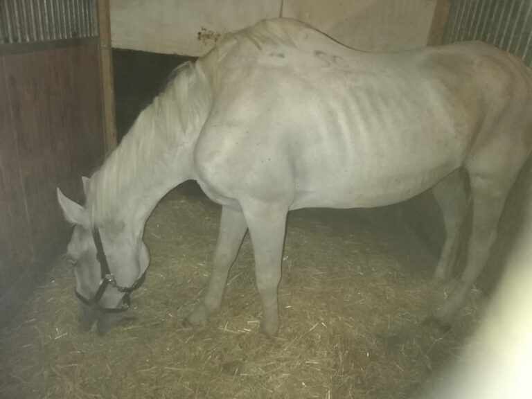 Österreichischer Tierschutzverein - Tierschutzwissen: Trauma-Pferd erlebt endlich wahre Freundschaft.