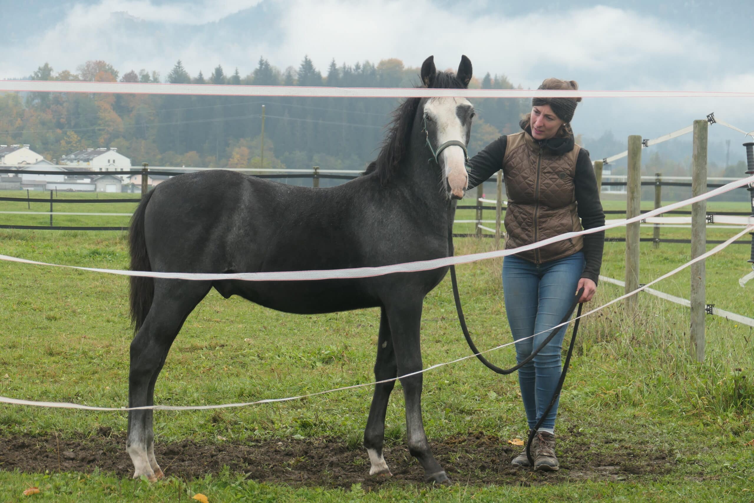 Österreichischer Tierschutzverein - Tierschutzwissen: Trauma-Pferd erlebt endlich wahre Freundschaft.