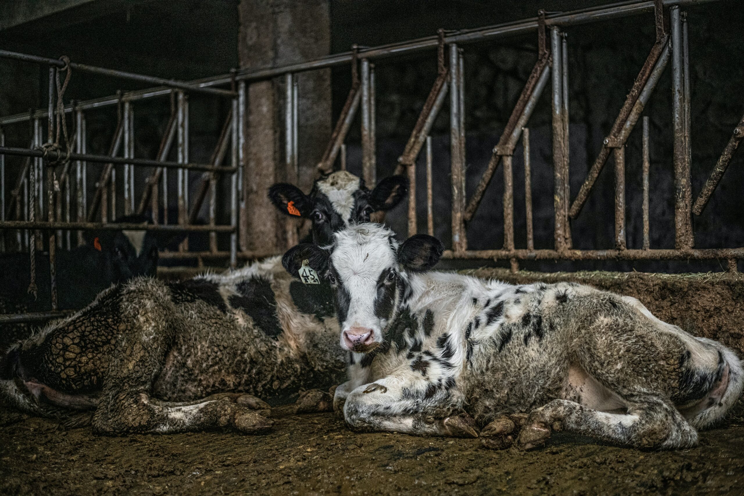Österreichischer Tierschutzverein - Tierquälerei: Ihr Handeln kann Tierleben retten.