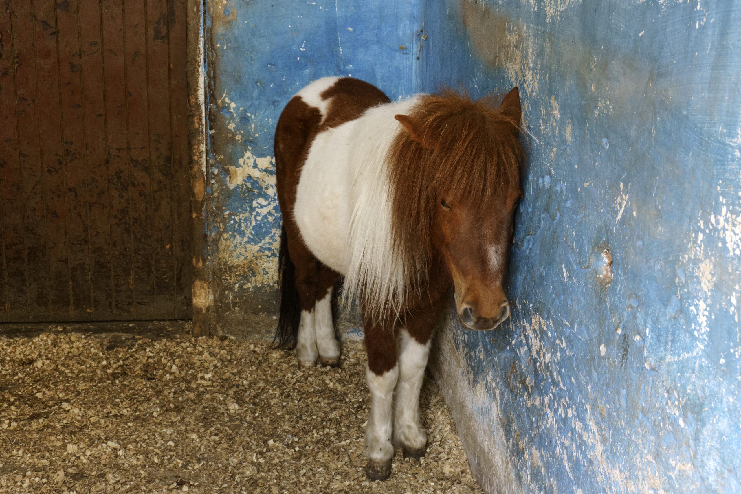 Österreichischer Tierschutzverein - Tierquälerei: Was Sie konkret tun können.