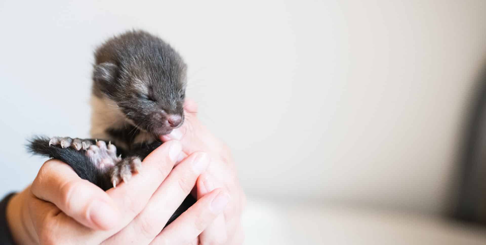 Österreichischer Tierschutzverein - Tierrettung: Wir alle können aktiv dazu beitragen.
