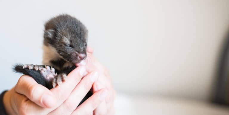 Österreichischer Tierschutzverein - Tierrettung: Wir alle können aktiv dazu beitragen.