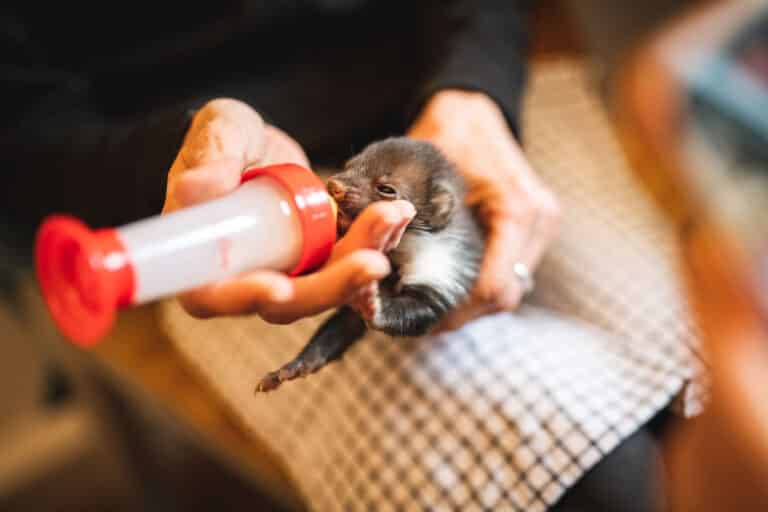 Österreichischer Tierschutzverein - Tierrettung: Österreichweite Tierrettung gelingt nur gemeinsam.