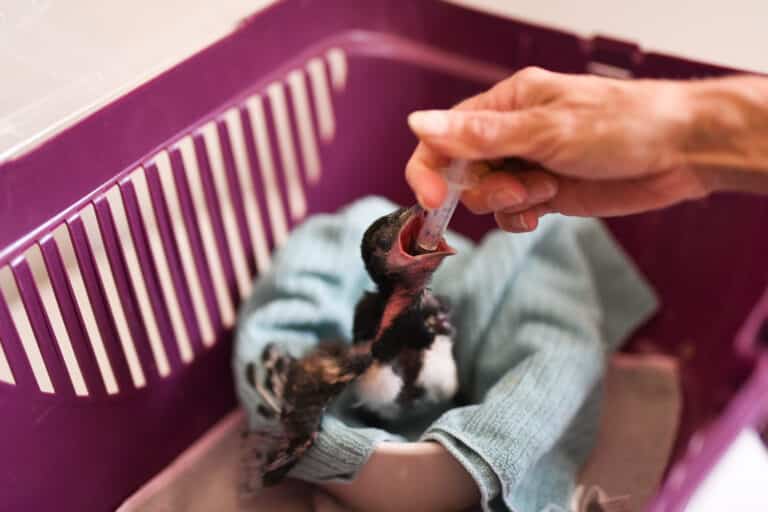 Österreichischer Tierschutzverein - Tierrettung: Treten Sich mit uns in Kontakt.