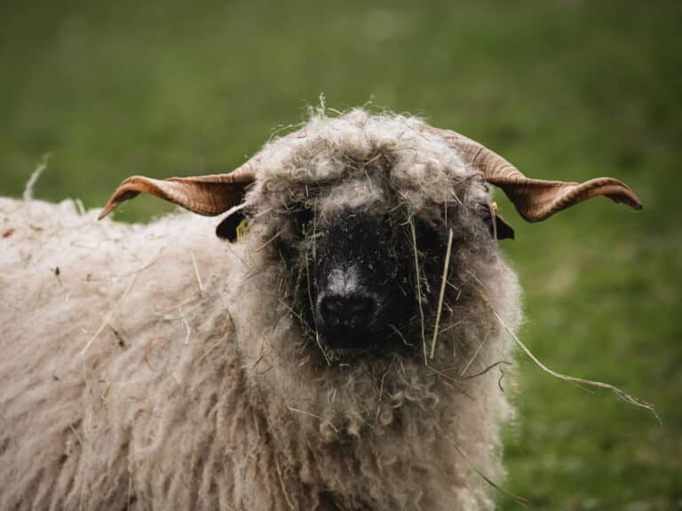 Österreichischer Tierschutzverein - Tierschutzwissen: Aktuelle Beiträge zum Tierschutzwissen.