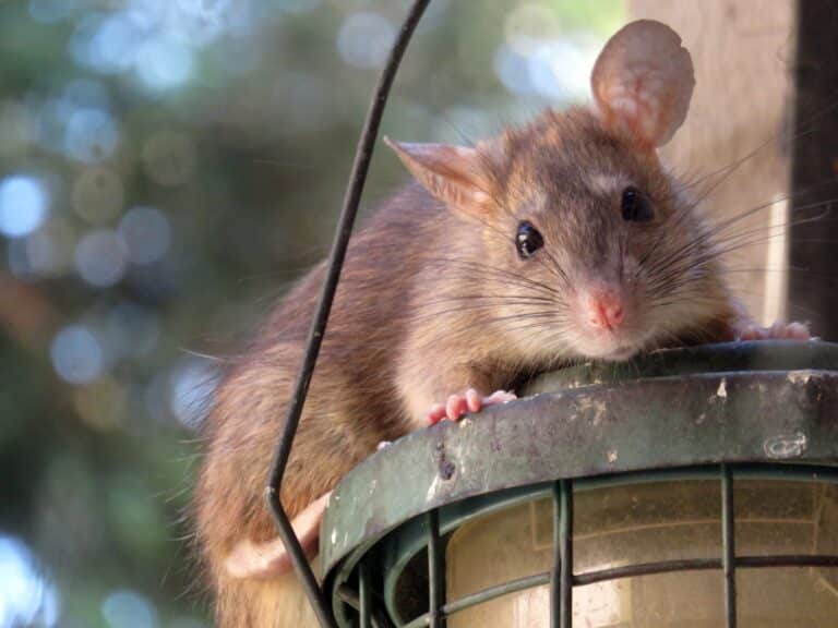 Österreichischer Tierschutzverein - Tierschutzwissen: Ratengift Alpha-Chloralose. Gefahr für Hunde und Katzen.