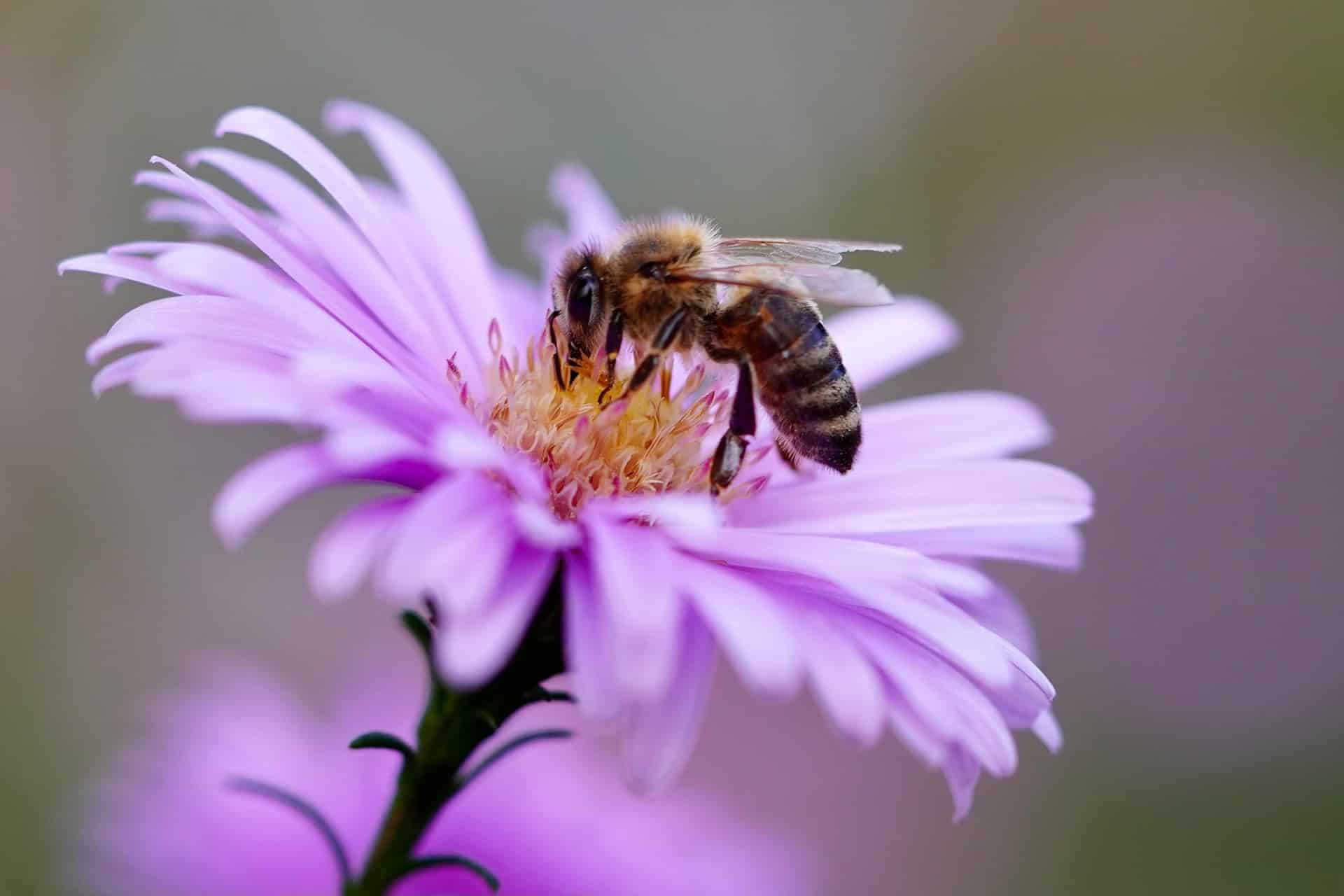 Österreichischer Tierschutzverein - Tierschutzwissen: Bienen helfen - mit selbstgebauter Bienentränke.