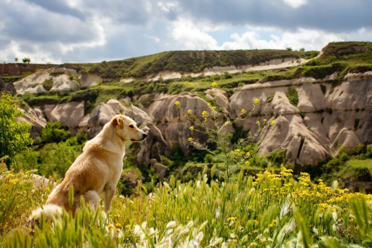 Österreichischer Tierschutzverein - Tierschutzwissen: Camping mit Hund: 9 Tipps.