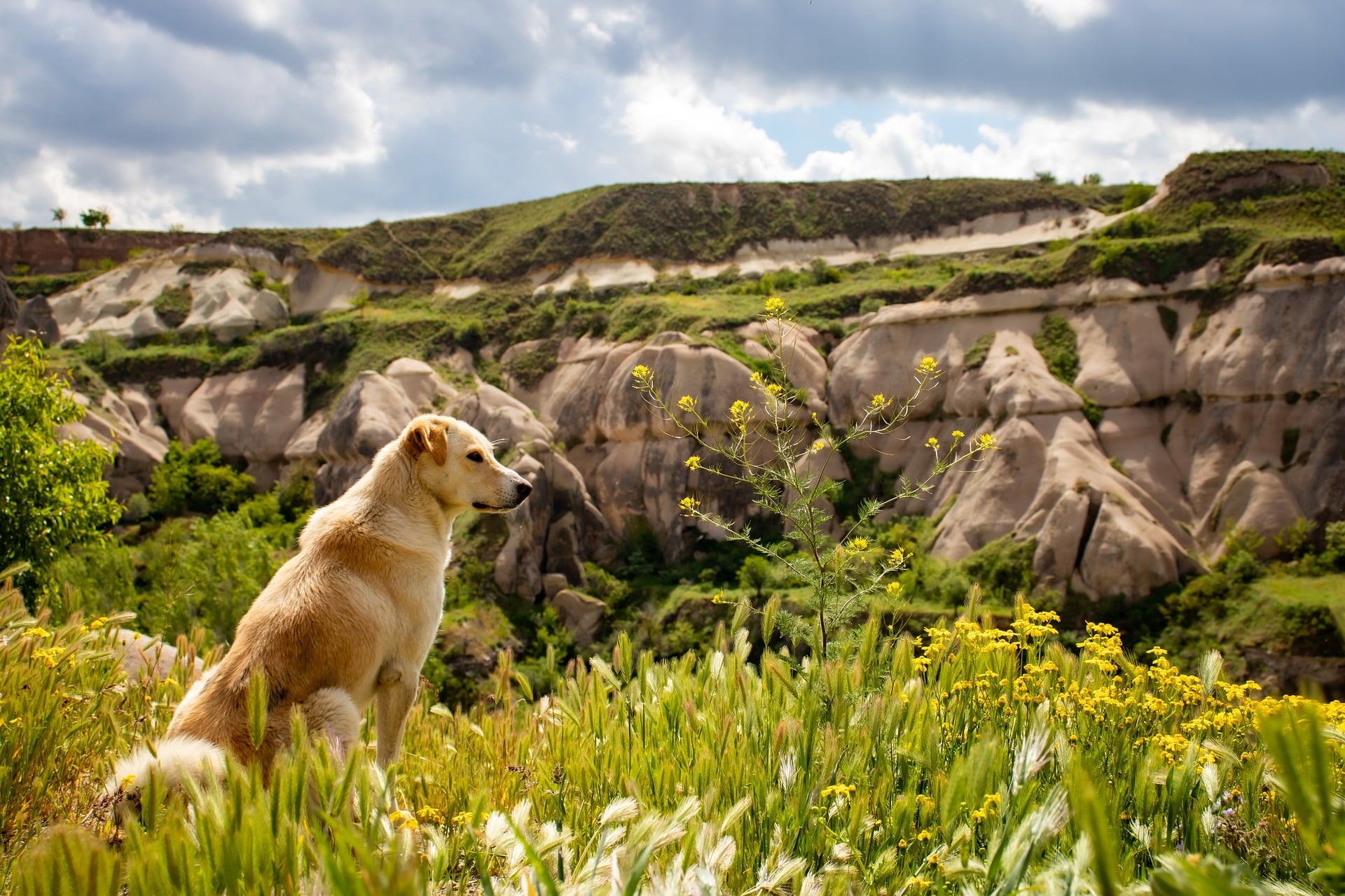 Österreichischer Tierschutzverein - Tierschutzwissen: Camping mit Hund: 9 Tipps.