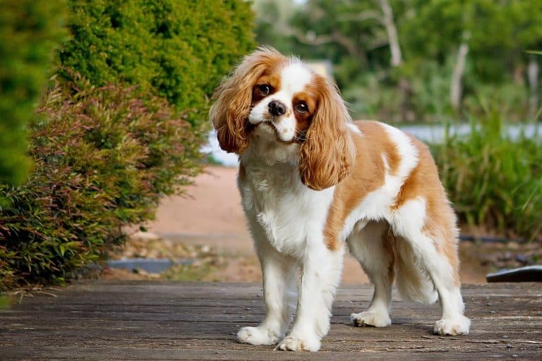 tierschutzverein tierschutzwissen cavalier king charles Österreichischer Tierschutzverein