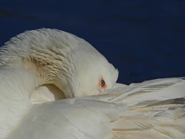 tierschutzverein tierschutzwissen daunengewinnung Österreichischer Tierschutzverein