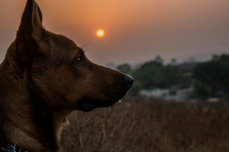 Österreichischer Tierschutzverein - Tierschutzwissen: Sicher durch die dunkle Jahreszeit. Tipps für Hund und Mensch.