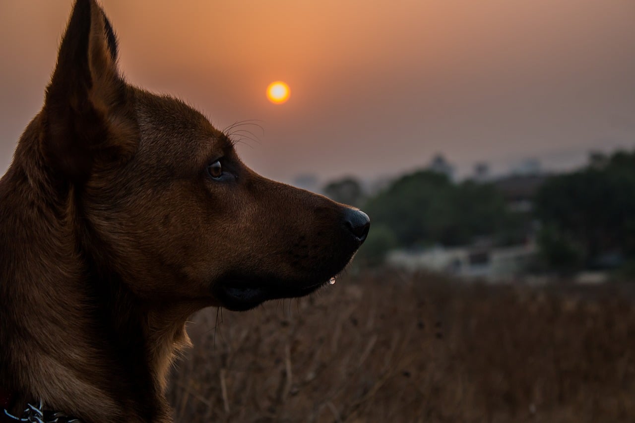 Österreichischer Tierschutzverein - Tierschutzwissen: Sicher durch die dunkle Jahreszeit. Tipps für Hund und Mensch.