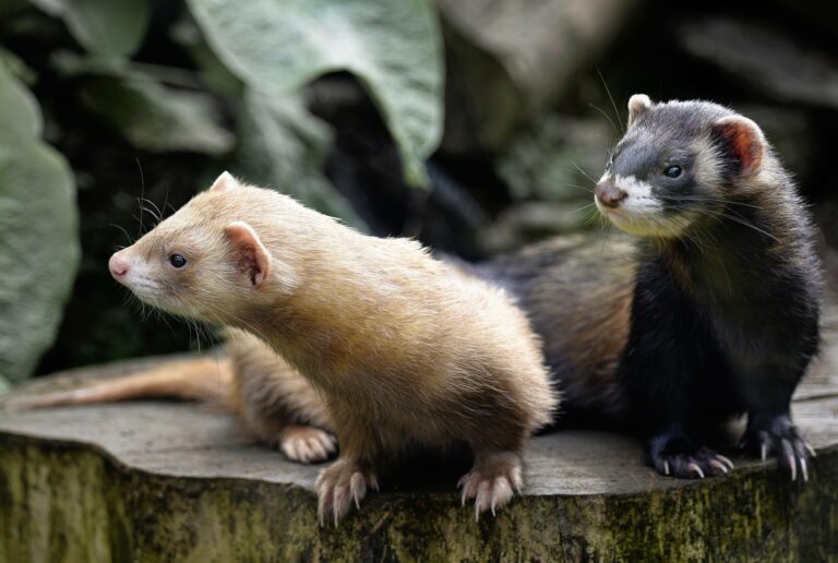 Österreichischer Tierschutzverein - Tierschutzwissen: Wie uns Echtpelz als Kunstfell verkauft wird.
