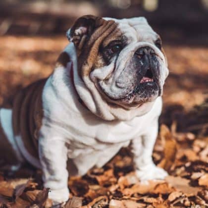 tierschutzverein tierschutzwissen endzuendung augen hund Österreichischer Tierschutzverein