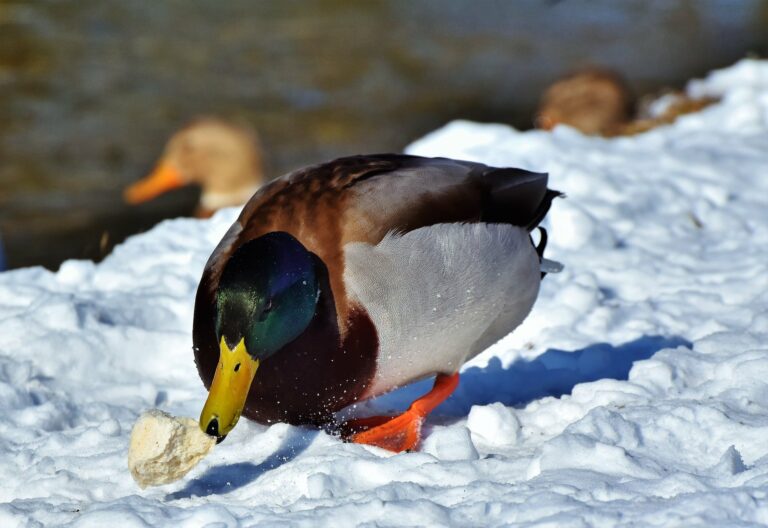Österreichischer Tierschutzverein - Tierschutzwissen: Enten und Schwäne füttern. Ist das eigentlich erlaubt?