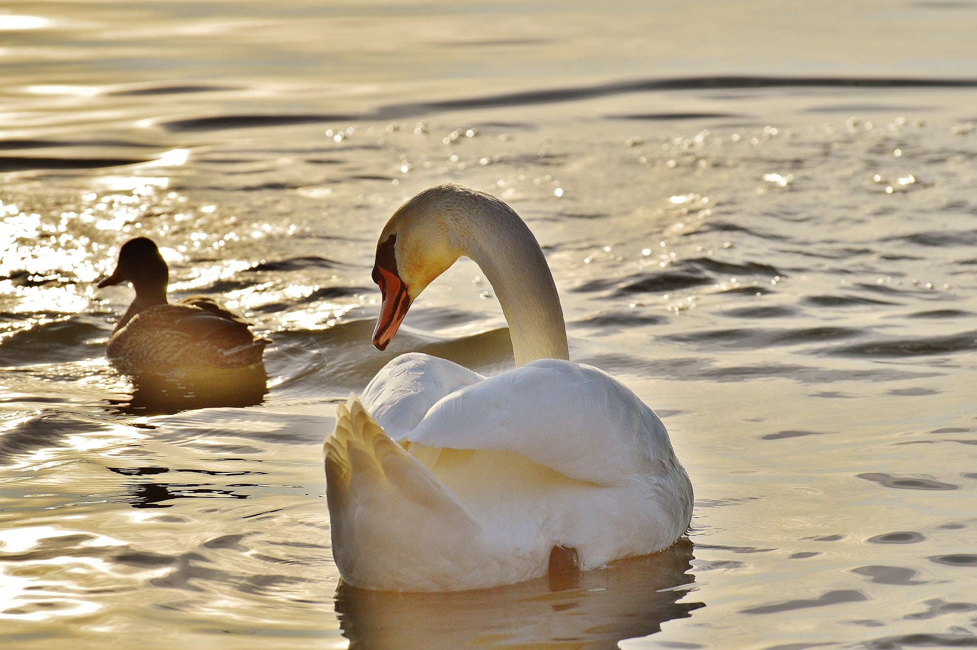 tierschutzverein tierschutzwissen enten schwaene Österreichischer Tierschutzverein