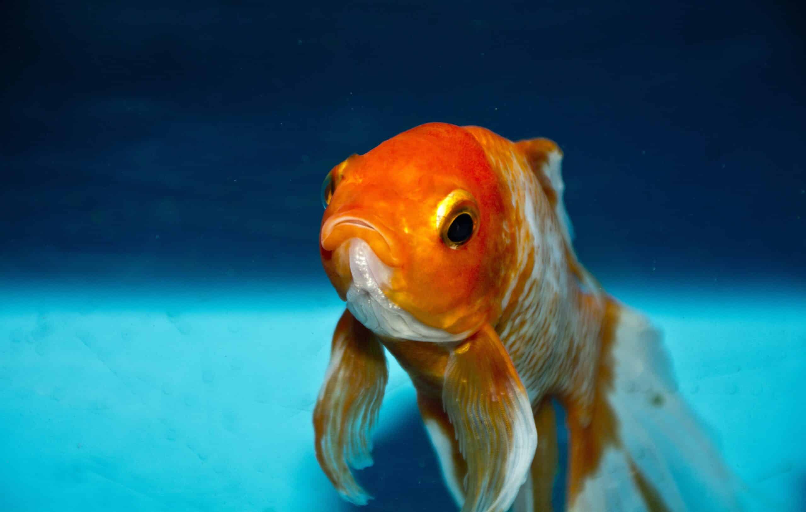 Österreichischer Tierschutzverein - Tierschutzwissen: Die unterschätzte Gefühlswelt der Fische.