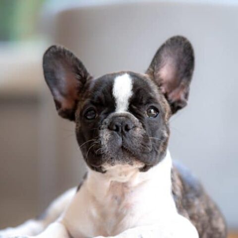 tierschutzverein tierschutzwissen franzoesiche bulldogge Österreichischer Tierschutzverein