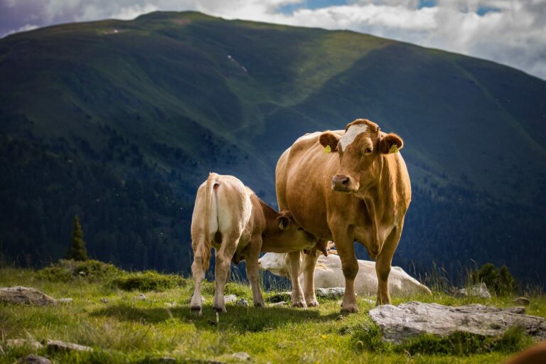 Österreichischer Tierschutzverein - Tierschutzwissen: 8 Tipps für die friedliche Begegnung mit Kühen.