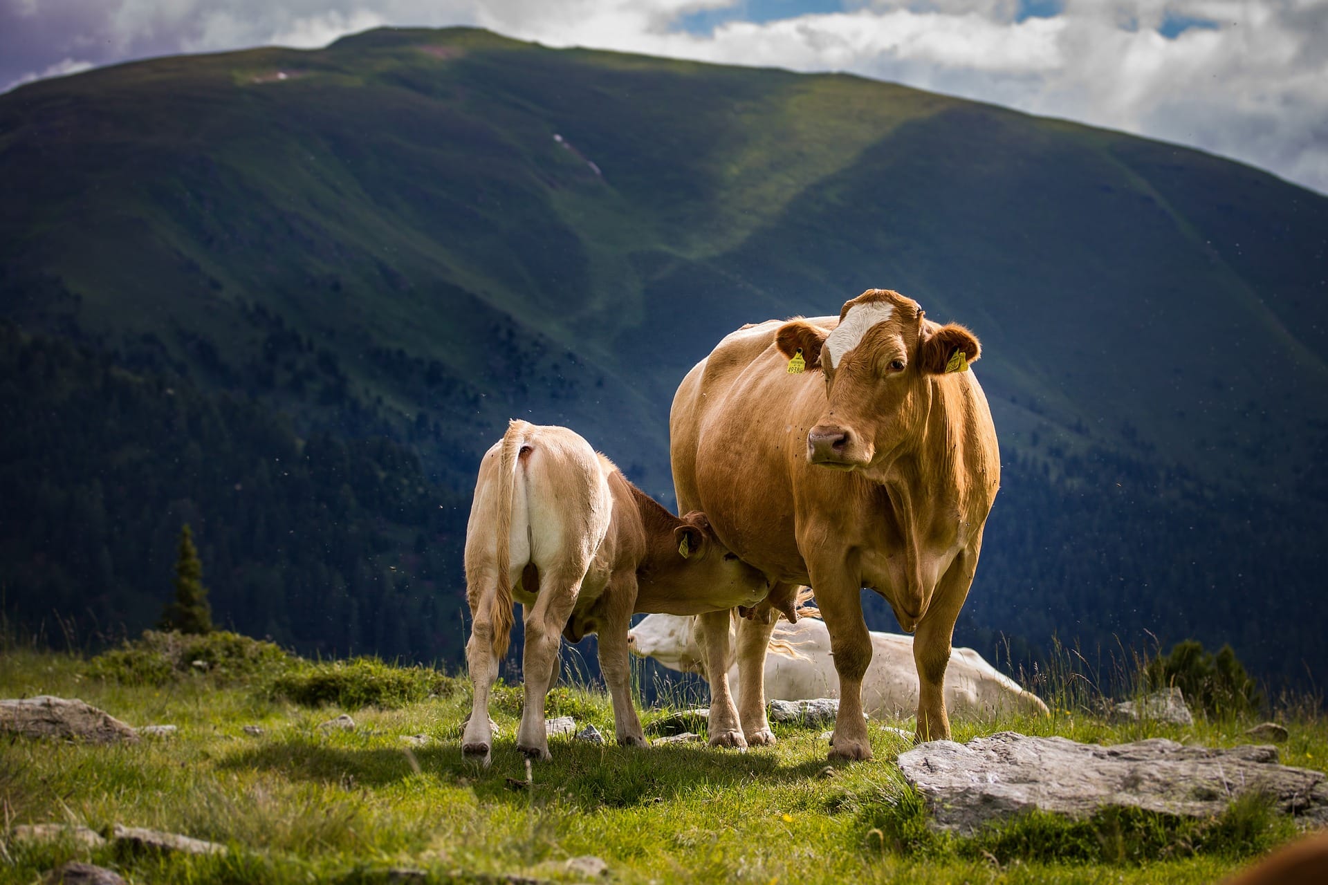 Österreichischer Tierschutzverein - Tierschutzwissen: 8 Tipps für die friedliche Begegnung mit Kühen.
