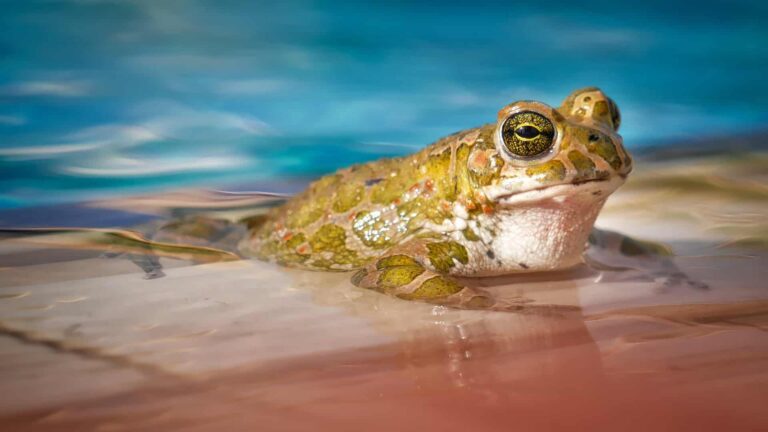 Tierschutzwissen: Tödliche Gefahr Swimmingpool: So schützen Sie Tiere.